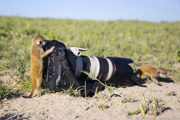 Животные-фотографы животные, фото