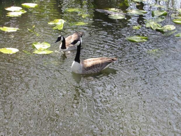 duck duck
