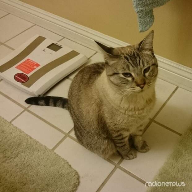 Иногда он беспричинно будет смотреть на вас с недоверием