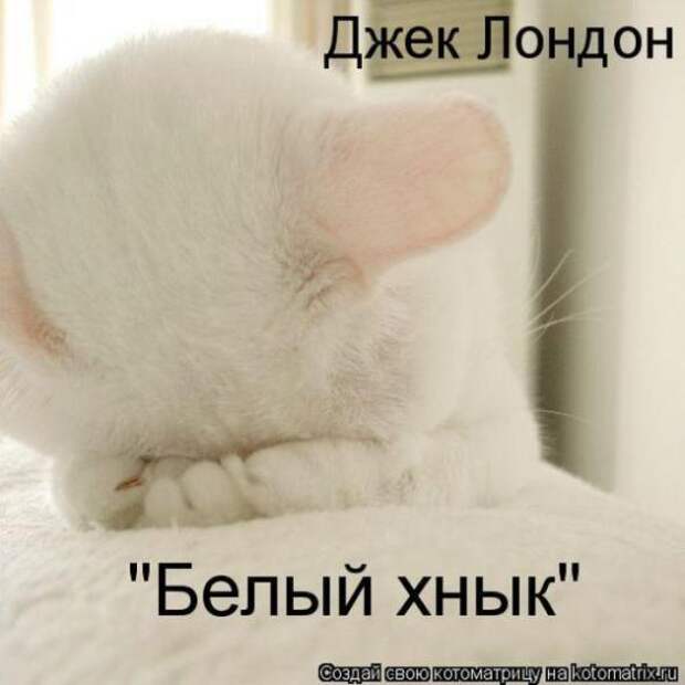 Котоматрицы(картинки с надписями)