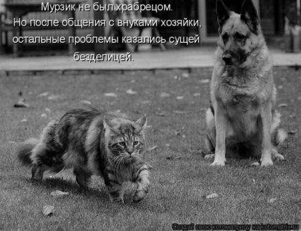 Подборка Котоматриц 2010 - Выпуск 28