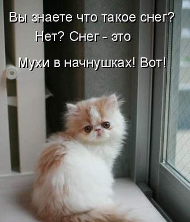 Котоматрица 12