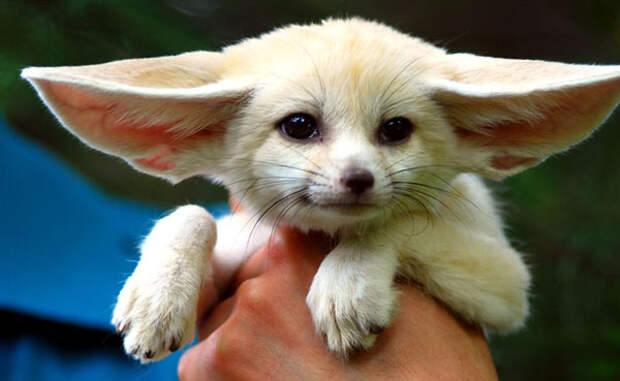 Щенок фенека. Фото / fennec fox photo 