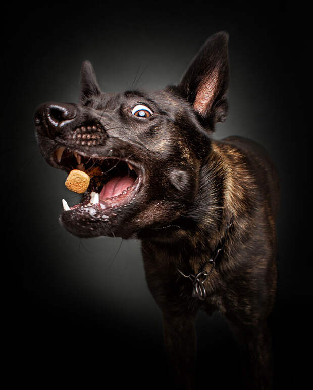 Photographer Captures Hungry Dogs’ Hilarious Expressions When They Catch Treats