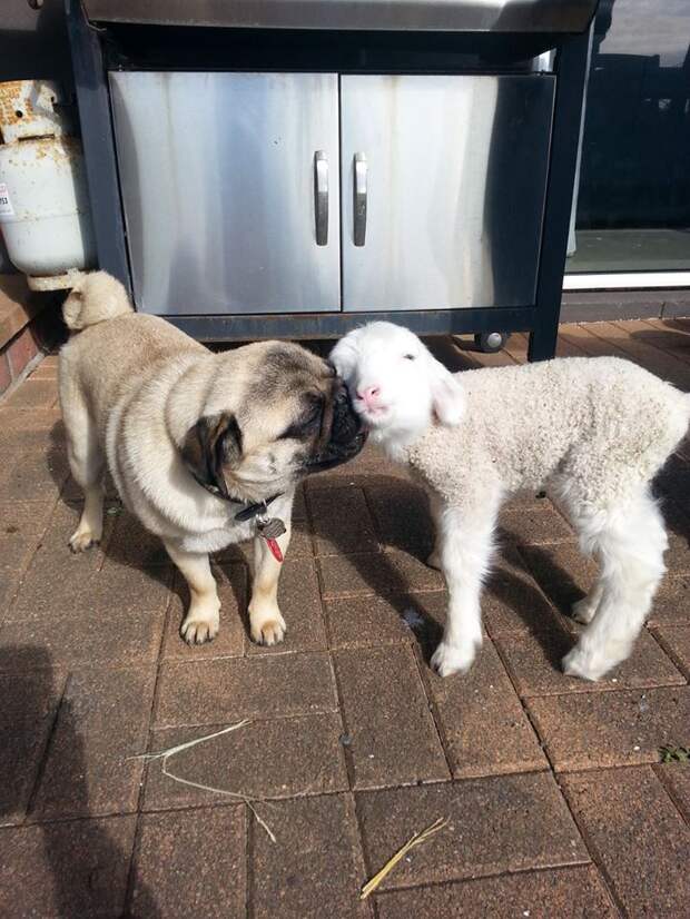 овца и собака 