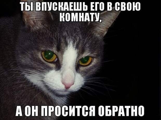 Смешные картинки с подписями катинки, прикол, юмор