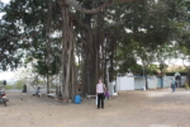 Кликните для увеличения Деревья, в которых укрывался апостол Фома.