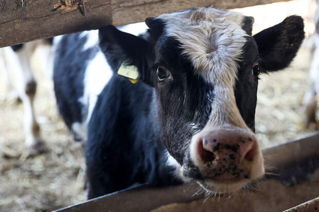 Россельхознадзор: ликвидированы все очаги пастереллеза в Новосибирской области