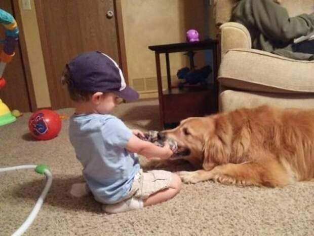 Собаки и дети — лучшие друзья навеки! дети, животные, собаки
