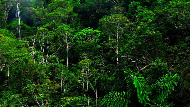Тропический лес Амазонки , самый крупный тропический лес на Земле, является домом для 20% всех видов