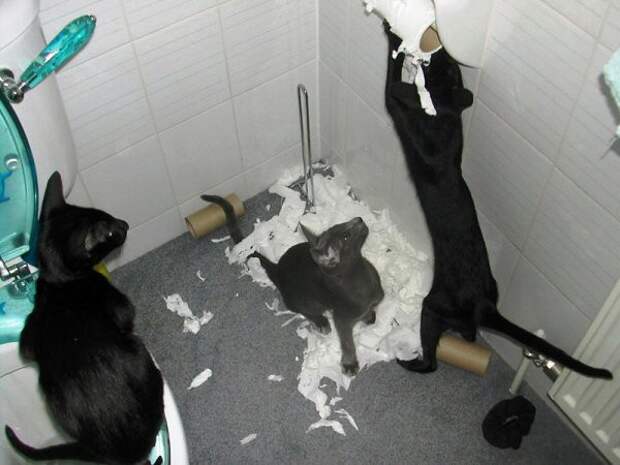 Котострофа коты, один дома