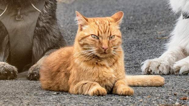 Кот и собаки