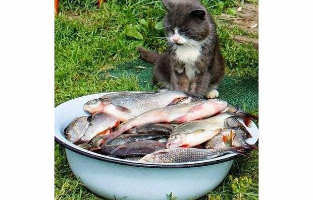 Как ловили рыбу в деревне странными и необычными способами - даже кот Васька в ступоре