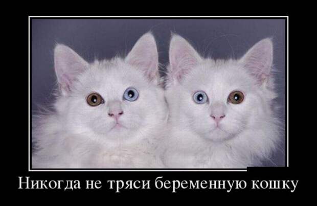 Демотиваторы (30 фото) Демотиваторы (30 фото)