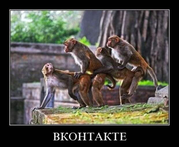 Демотиваторы картинки смешно и новые.