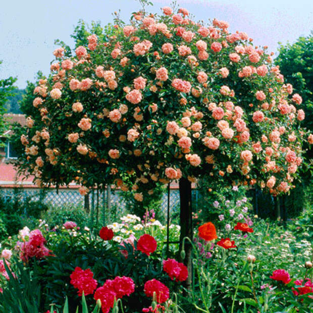 4497432_rosesingardeninspiration34 (450x450, 187Kb)