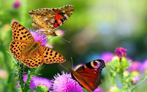 привлекаем бабочек в сад