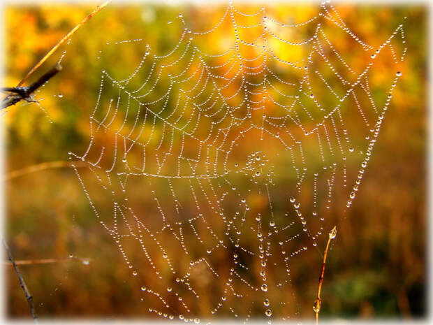 279778_2_1285700261 (700x525, 150Kb)