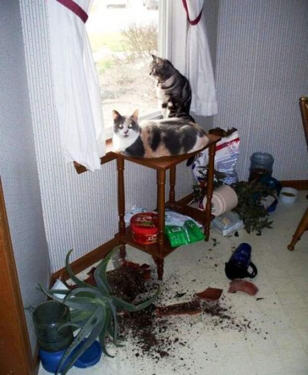 Котострофа коты, один дома