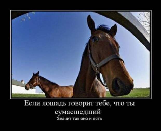 Много разных приколов в демотиваторах.