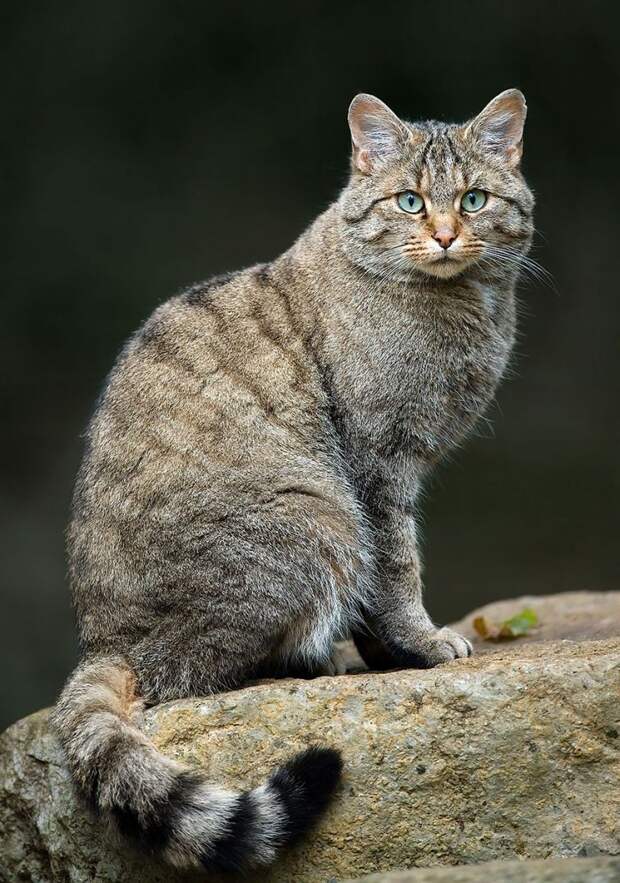 редкие дикие кошки, виды кошек, необычные кошки