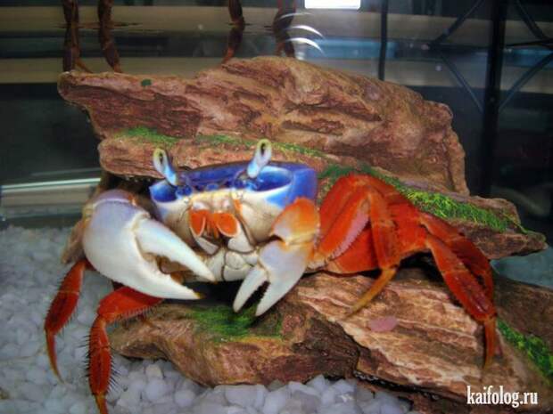 Необычные домашние животные (55 фото) Необычные домашние животные (55 фото)