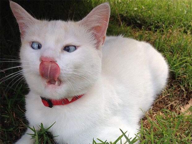 Без кота и жизнь не та