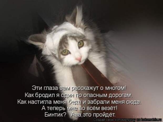 Несерьезные отношения (котоматрица)