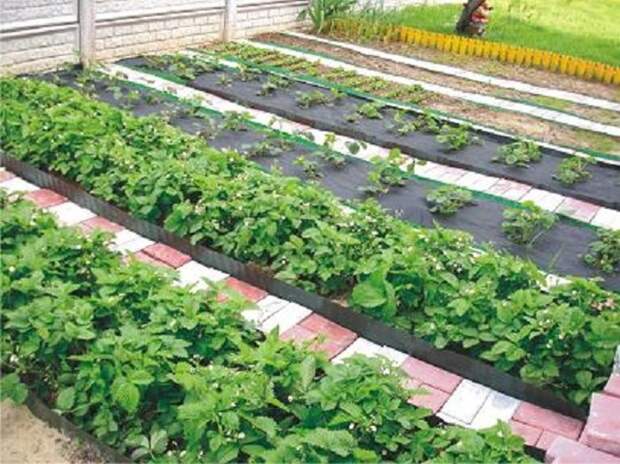 Дедовский рецепт для томатов и другие огородные хитрости Дедовский рецепт для томатов и другие огородные хитрости