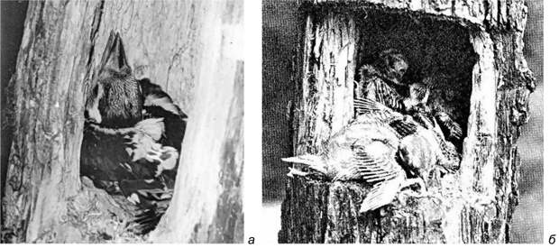 Рис. 20. Расположение птенцов в дуплах дятлов. а – Dendrocopos major (Псковская область, 1981 год, фото автора); б – Dryobates pubescens medianus (фото A.A.Allen, по: Bent 1939).