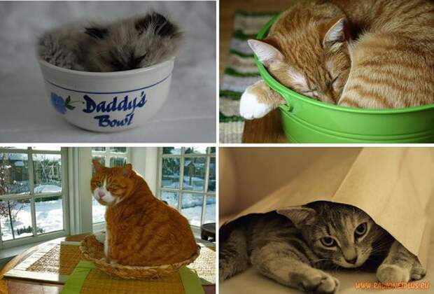 Коты в коробках, сумках, банках и прочих емкостях