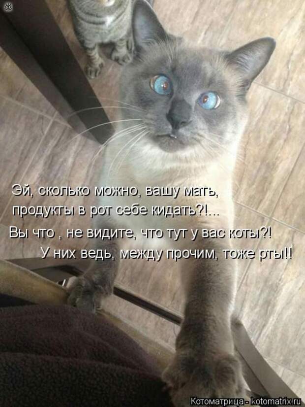 Чудная котоматрица 15