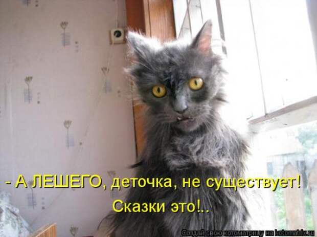 Котоматрица