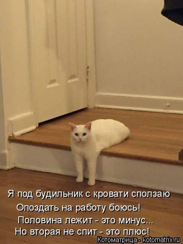 Котоматрицы, животные приколы.