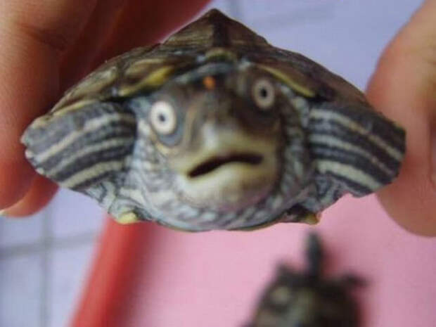 udivlennye zhivotnye foto 12