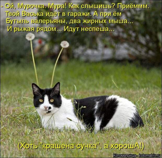 Лучшие котоматрицы недели (50 фото)