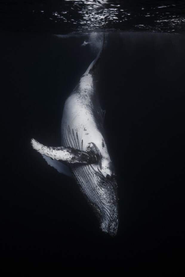 Удивительные подводные фотографии китов животные, киты, фото