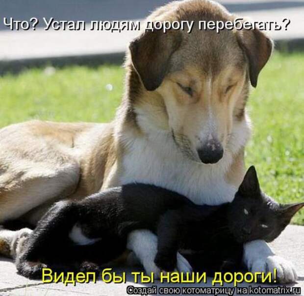 Котоматрицы(картинки с надписями)