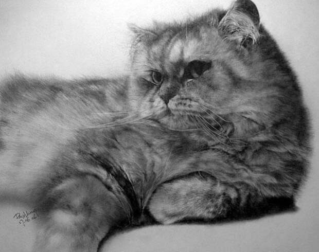 Реалистичные рисунки карандашом коты (4)