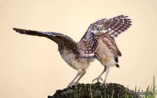 Comedy Wildlife Photography Awards 2015 (40 фото)