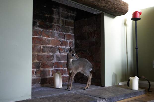 A baby Dik-dik, stands in the fireplace at the home of Tim Rowlands curator of mammals at Chester Zoo A baby Dik-dik, stands in the fireplace at the home of Tim Rowlands curator of mammals at Chester Zoo