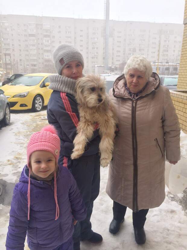 Лохматый пес неделю пролежал неподвижно в холодной луже