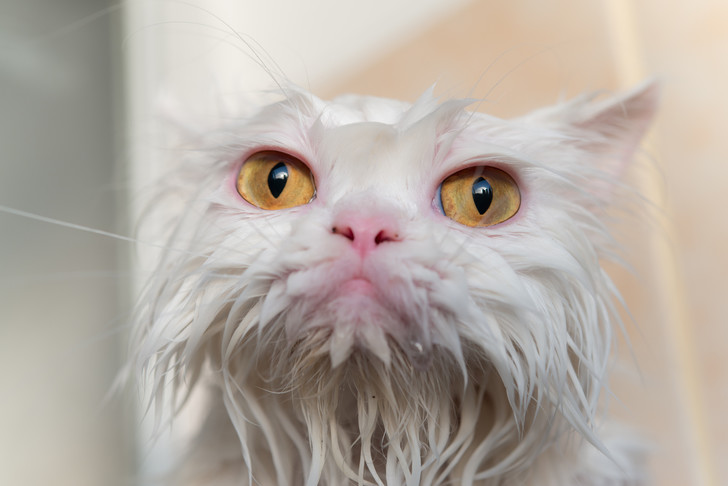 Фото №6 - 12 вещей, которые раздражают твоего кота