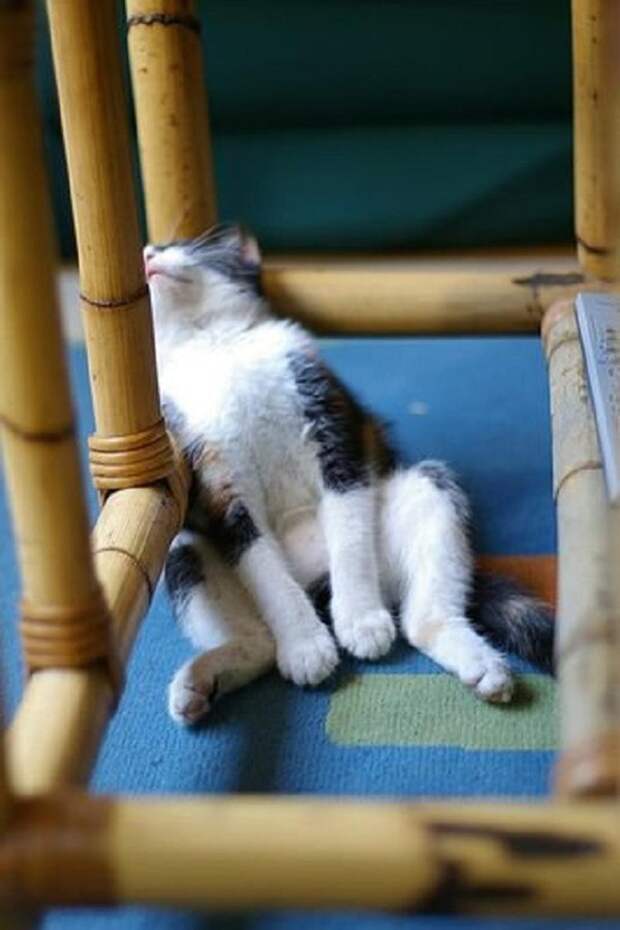 Коты, познавшие науку сна дрыхнут, коты