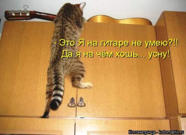 Новая котоматрица (38 фото)