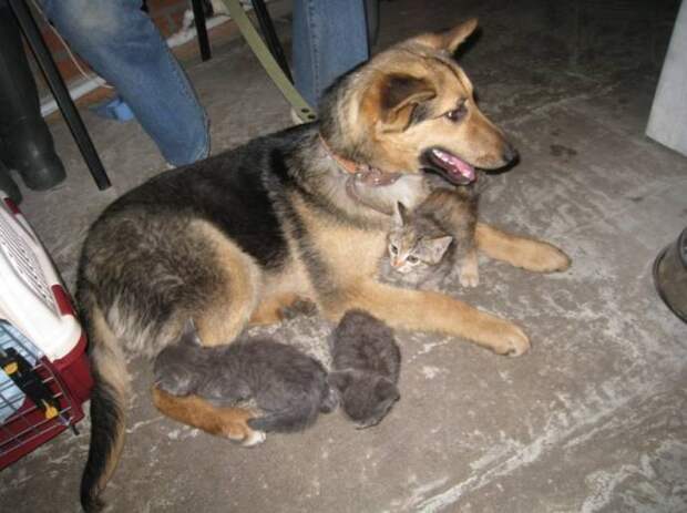В Новосибирске бездомная собака взяла под опеку семерых котят бездомная собака, опека котят
