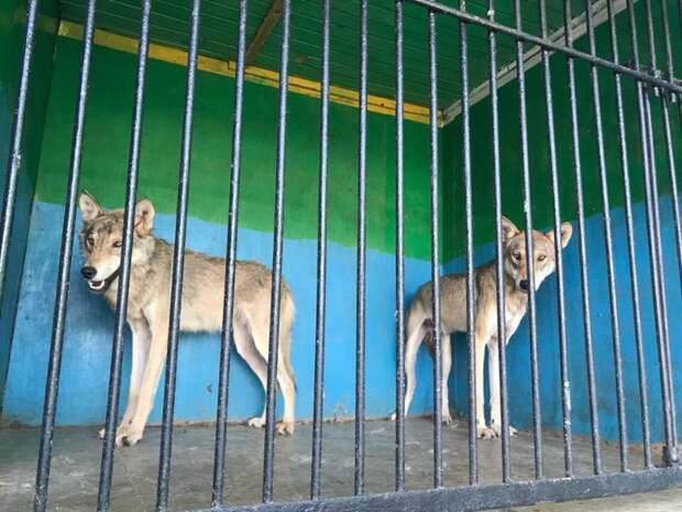 В Рязани зоопарк показывает полуживых зверей в маленьких зловонных клетках