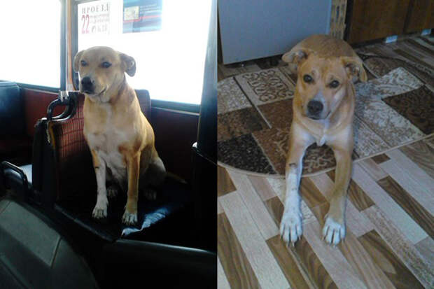 В Красноярске потерявшаяся собака весь день ездила в автобусе в поисках хозяина