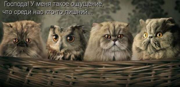 Котоматрица 9