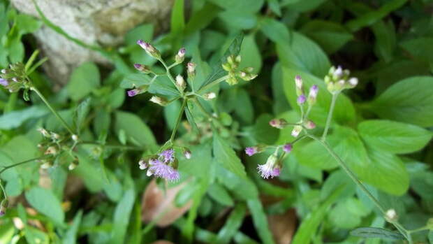 Cyanthillium-cinereum-Sahadevi-Purple-feabane--Little-ironweed-Sadodi